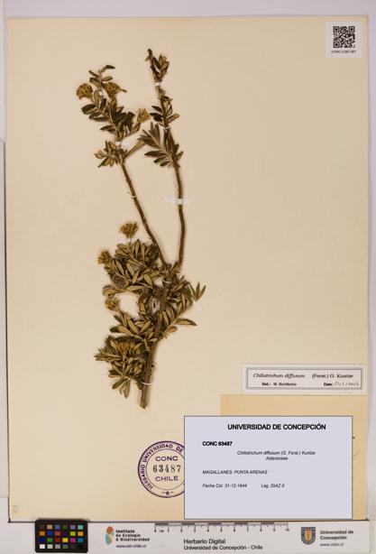 Chiliotrichum diffusum [Espécimen: UDEC:CONC:0063487]