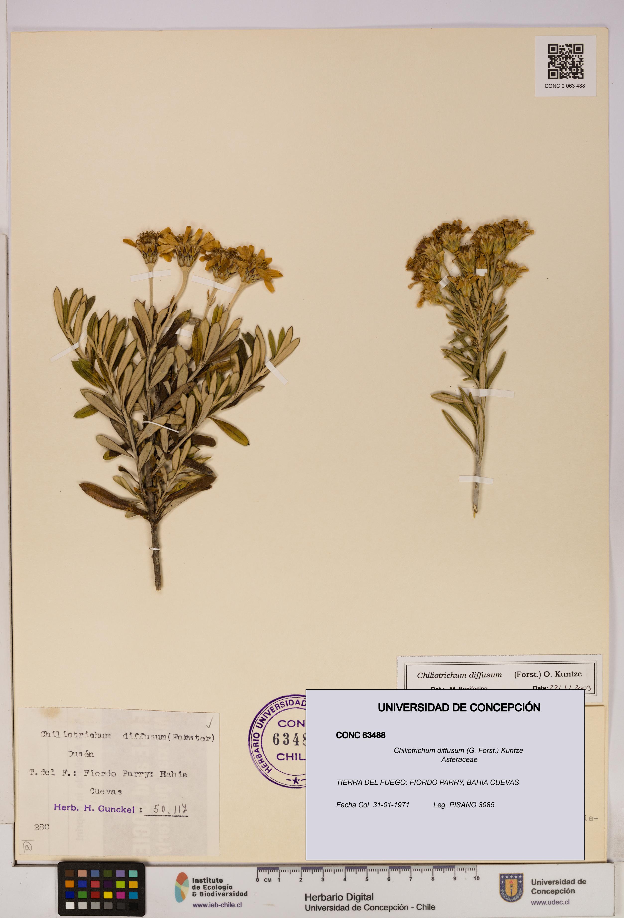 Chiliotrichum diffusum [Espécimen: UDEC:CONC:0063488]