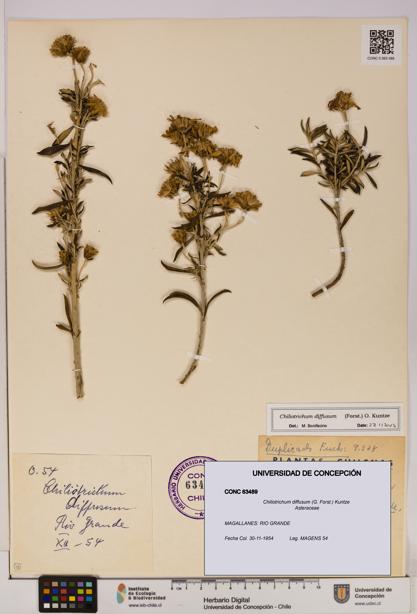 Chiliotrichum diffusum [Espécimen: UDEC:CONC:0063489]