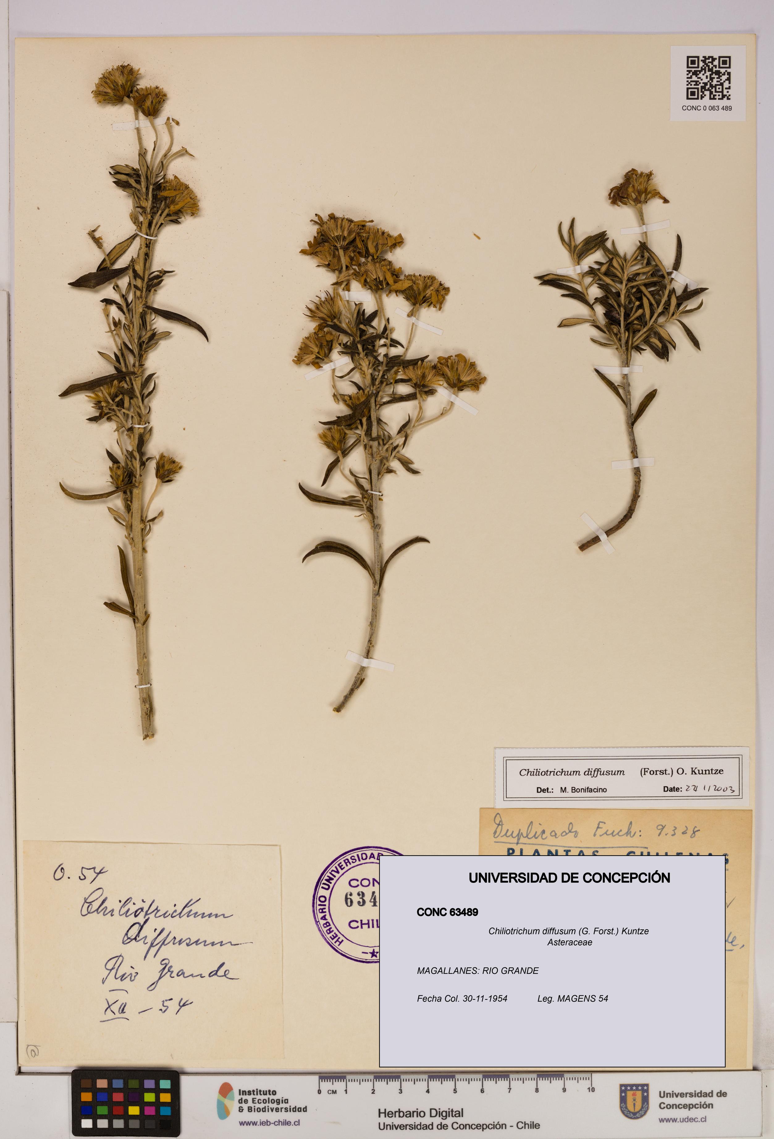 Chiliotrichum diffusum [Espécimen: UDEC:CONC:0063489]