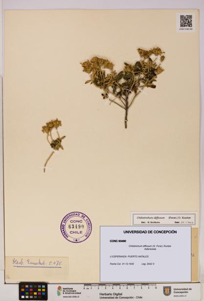 Chiliotrichum diffusum [Espécimen: UDEC:CONC:0063490]