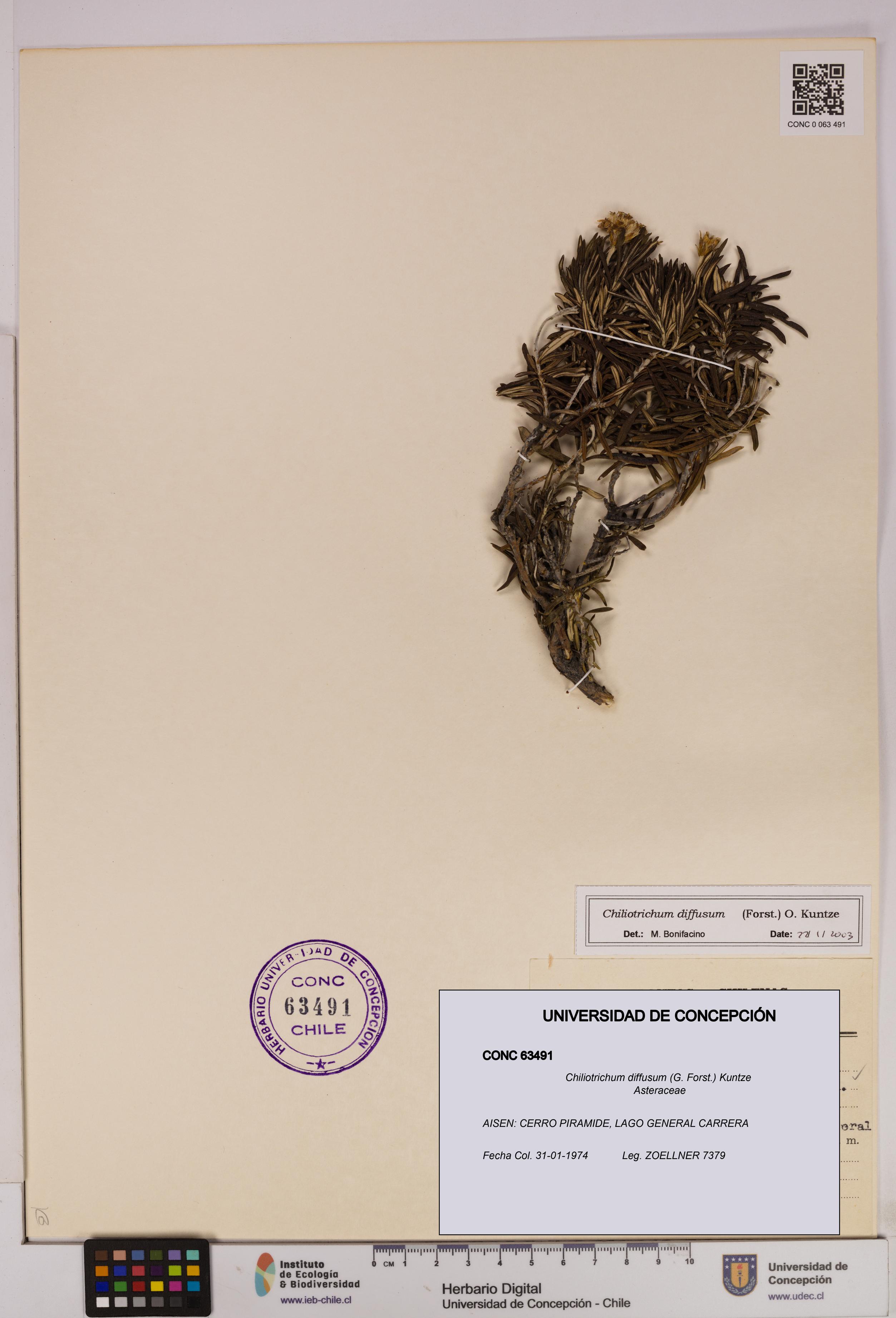 Chiliotrichum diffusum [Espécimen: UDEC:CONC:0063491]