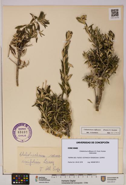 Chiliotrichum diffusum [Espécimen: UDEC:CONC:0063492]