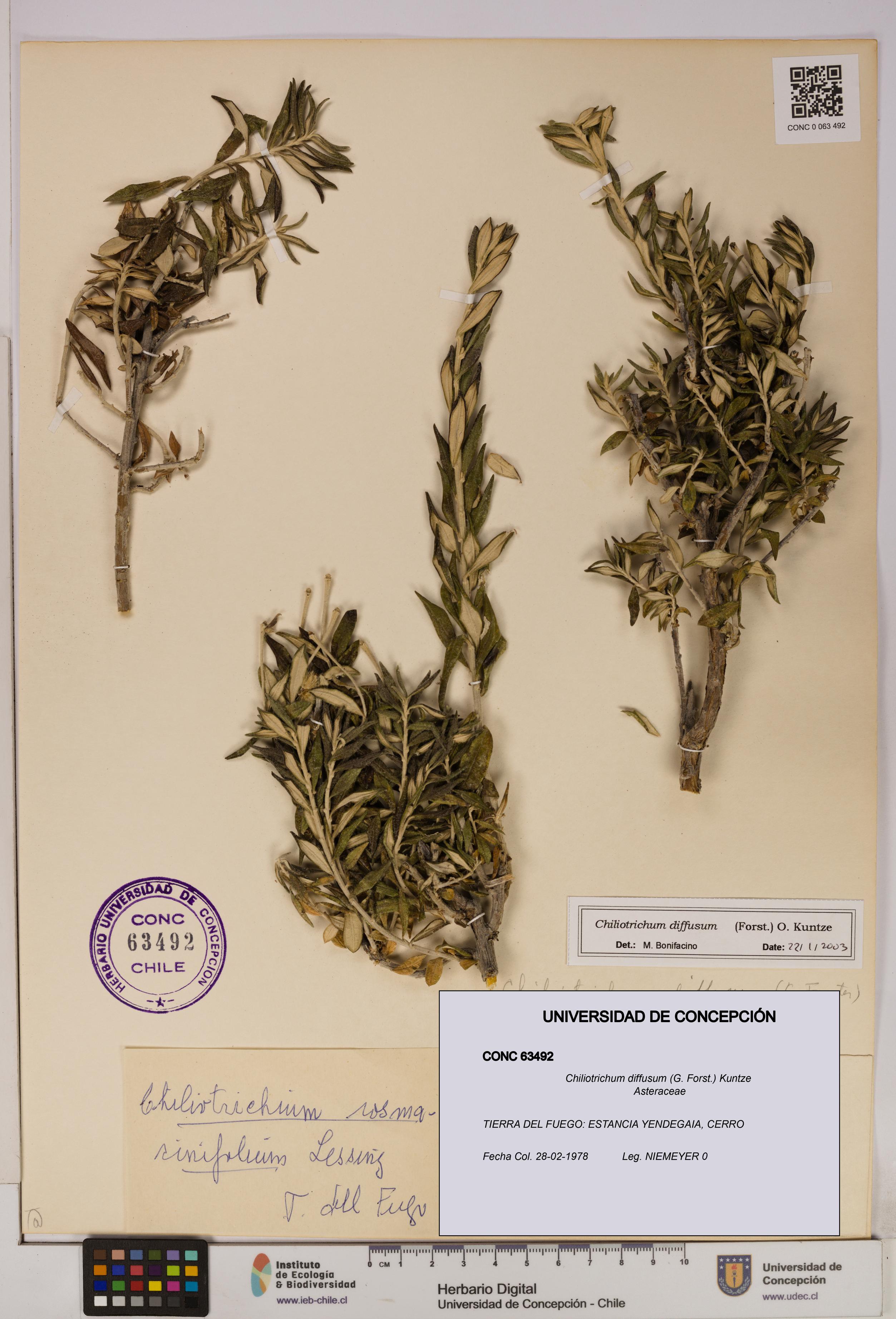 Chiliotrichum diffusum [Espécimen: UDEC:CONC:0063492]