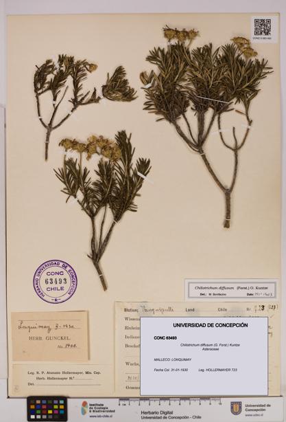 Chiliotrichum diffusum [Espécimen: UDEC:CONC:0063493]