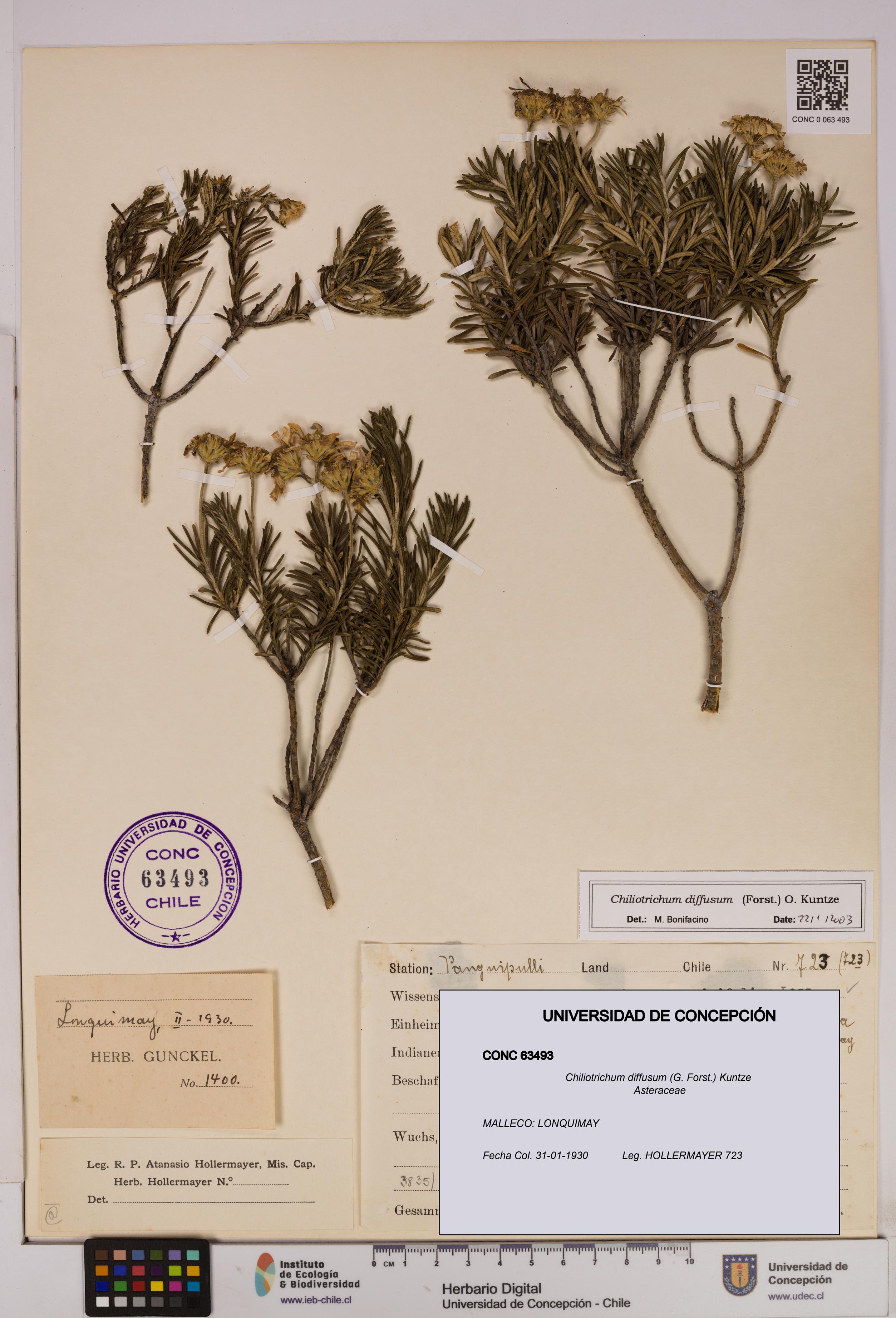 Chiliotrichum diffusum [Espécimen: UDEC:CONC:0063493]
