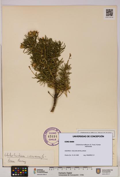 Chiliotrichum diffusum [Espécimen: UDEC:CONC:0063494]