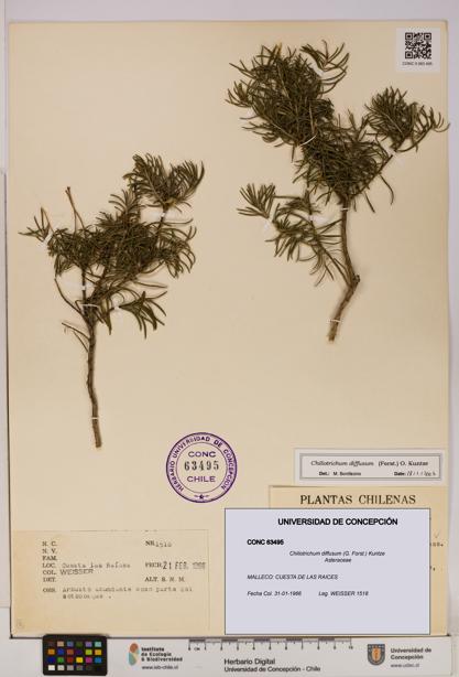 Chiliotrichum diffusum [Espécimen: UDEC:CONC:0063495]