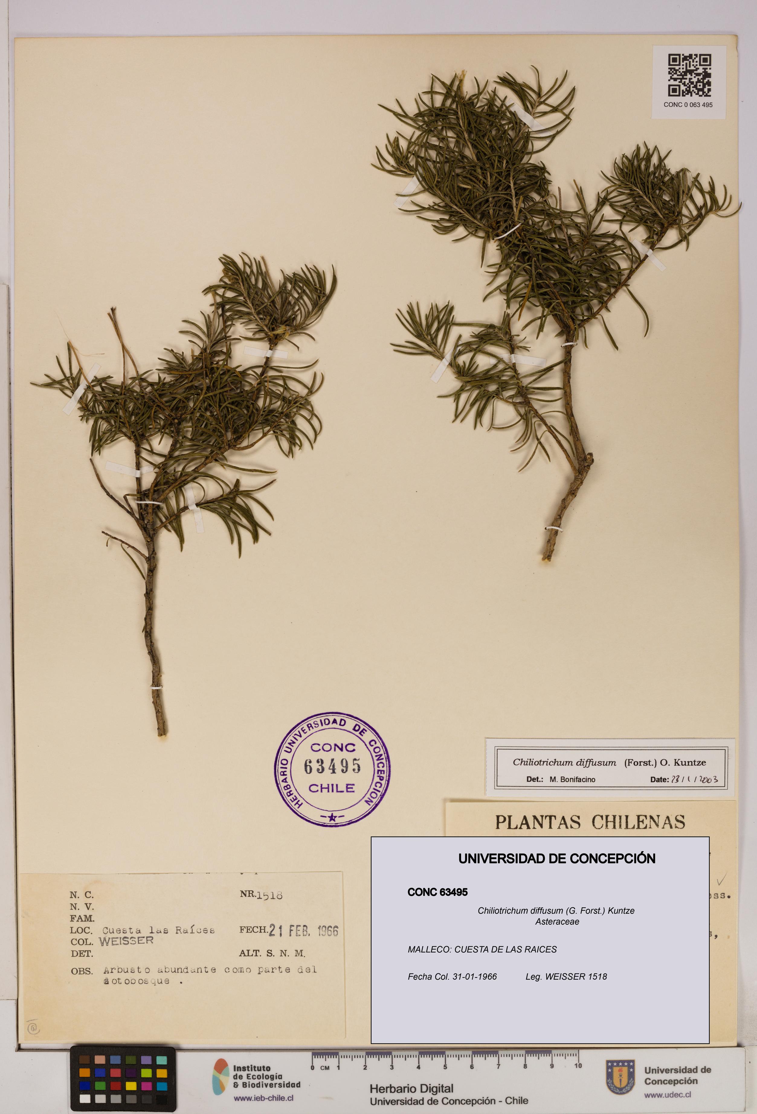 Chiliotrichum diffusum [Espécimen: UDEC:CONC:0063495]