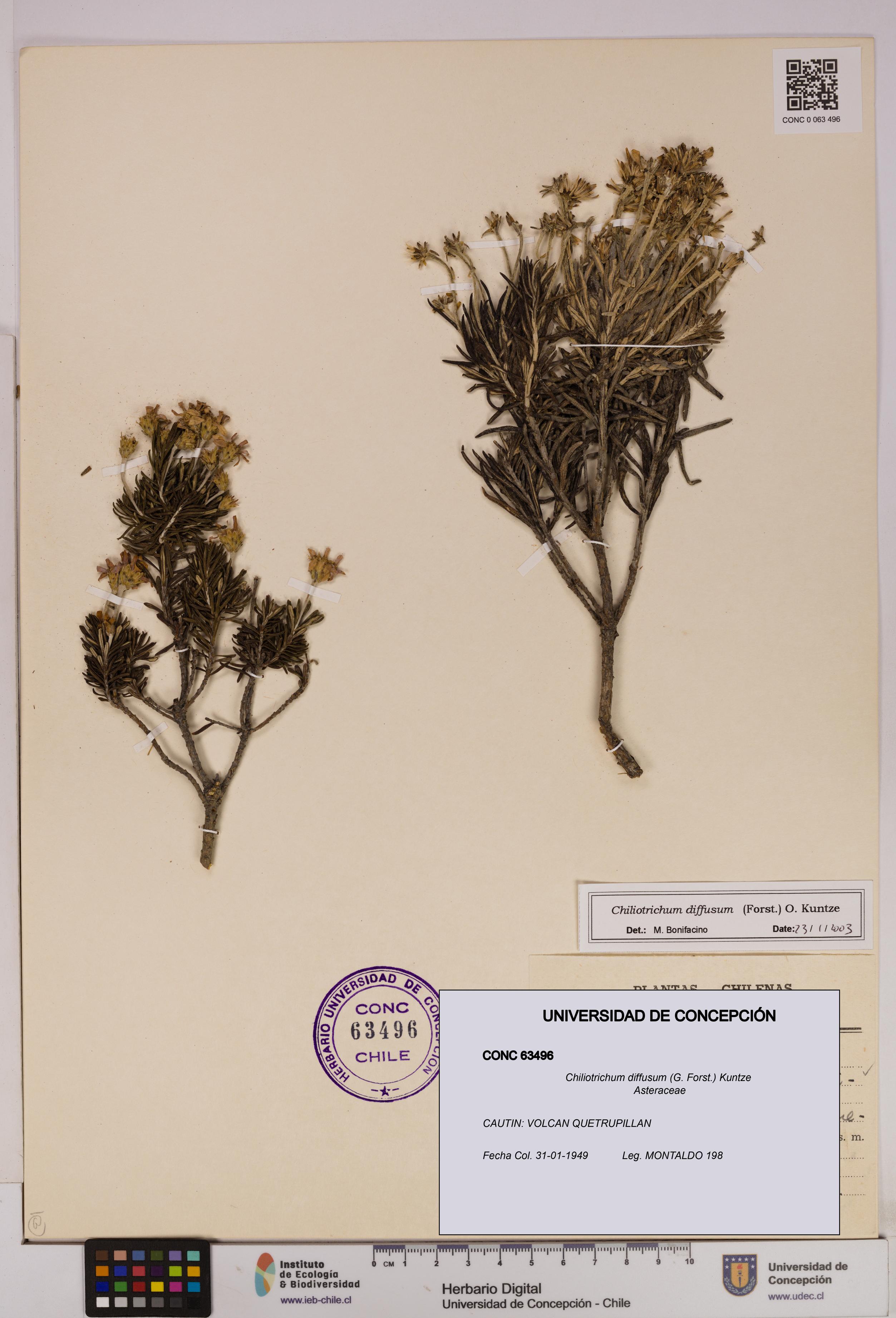 Chiliotrichum diffusum [Espécimen: UDEC:CONC:0063496]