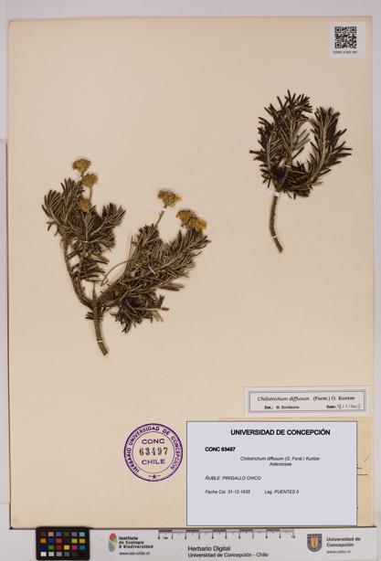 Chiliotrichum diffusum [Espécimen: UDEC:CONC:0063497]