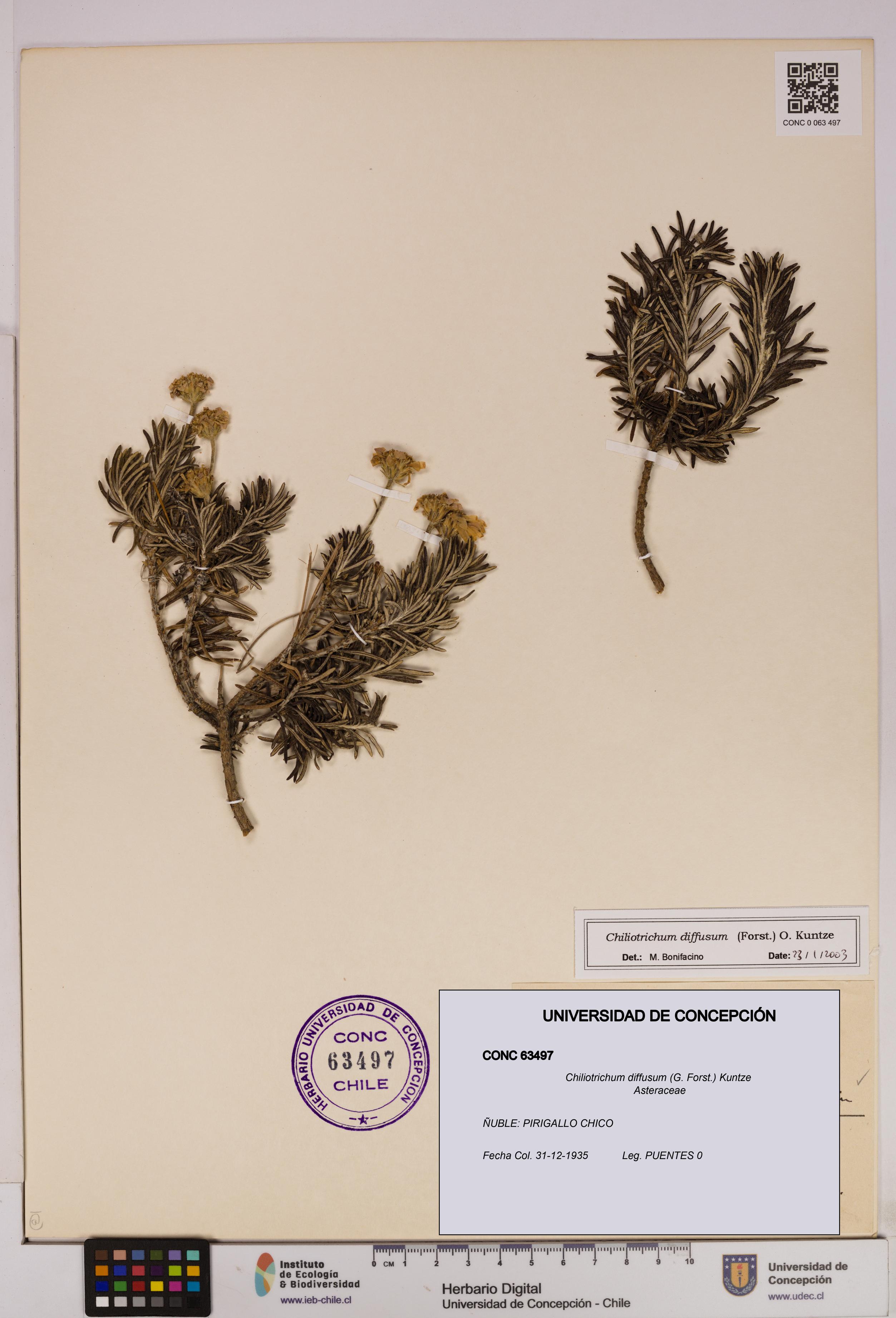 Chiliotrichum diffusum [Espécimen: UDEC:CONC:0063497]