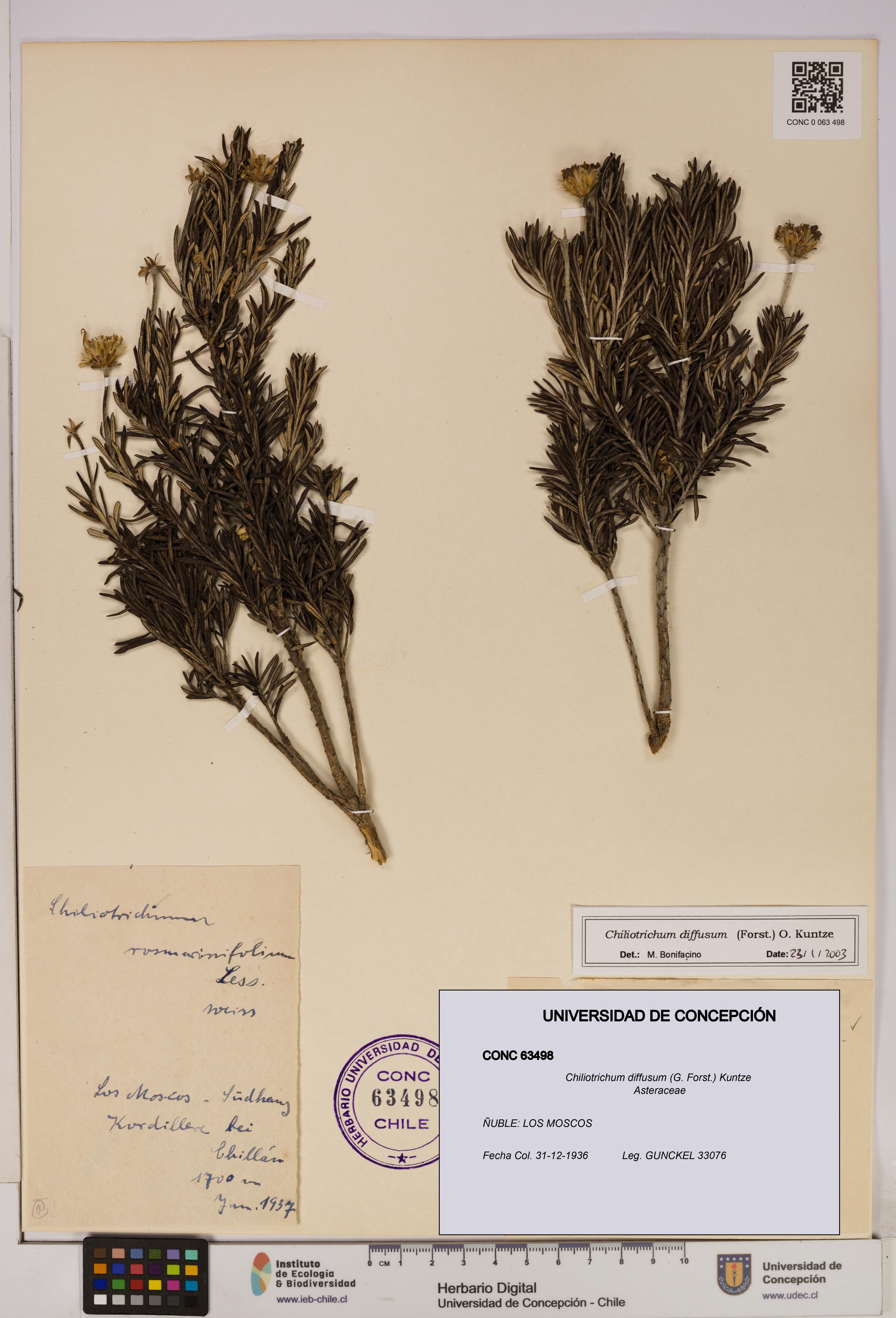 Chiliotrichum diffusum [Espécimen: UDEC:CONC:0063498]