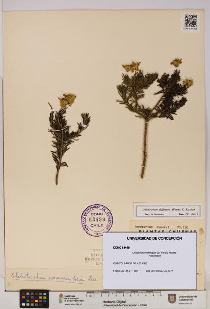 Chiliotrichum diffusum [Espécimen: UDEC:CONC:0063499]
