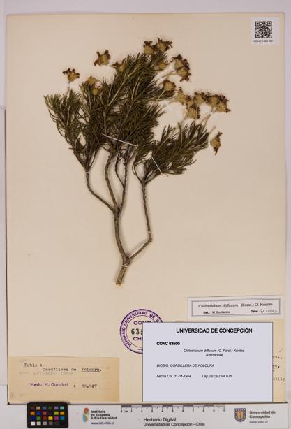Chiliotrichum diffusum [Espécimen: UDEC:CONC:0063500]
