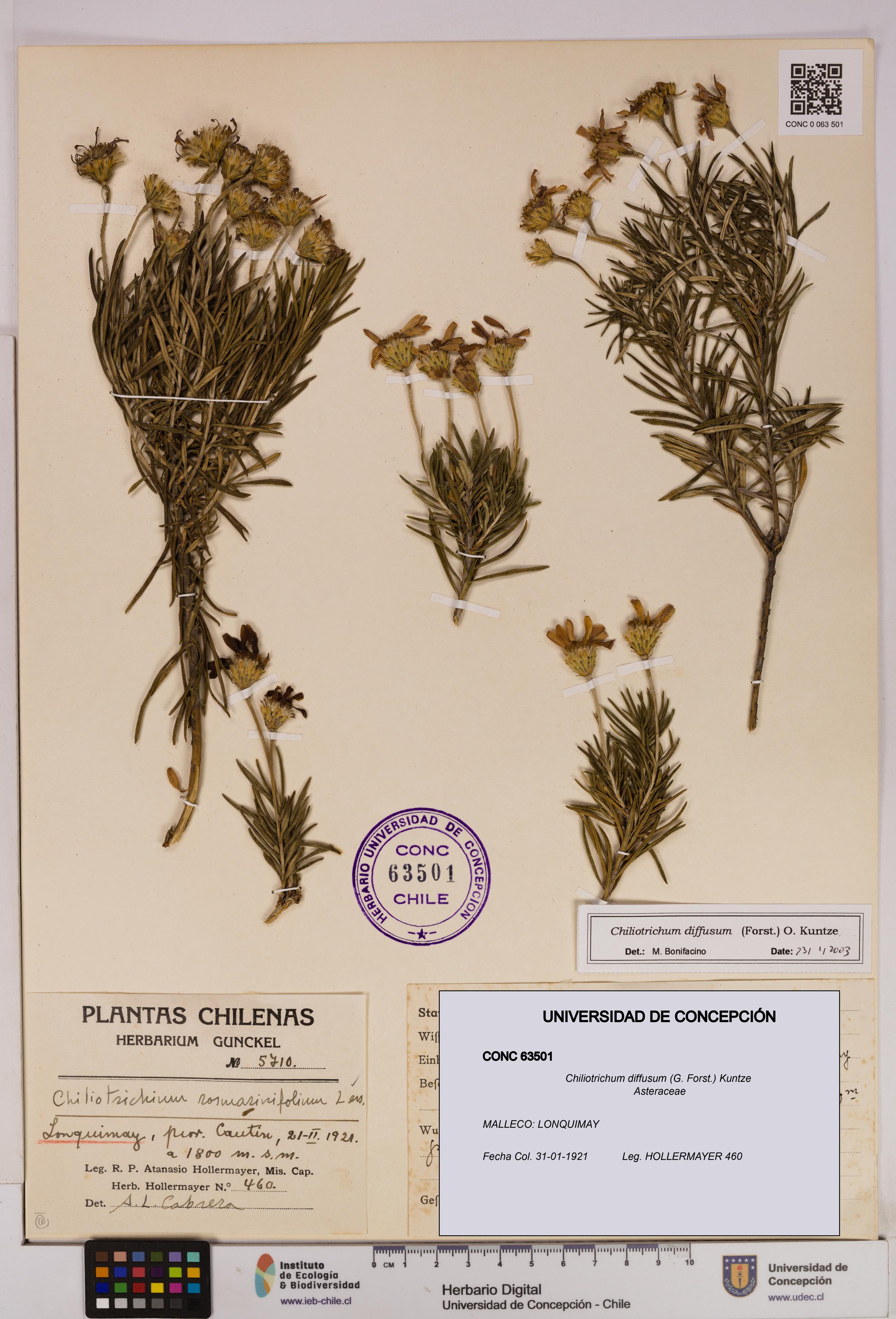 Chiliotrichum diffusum [Espécimen: UDEC:CONC:0063501]