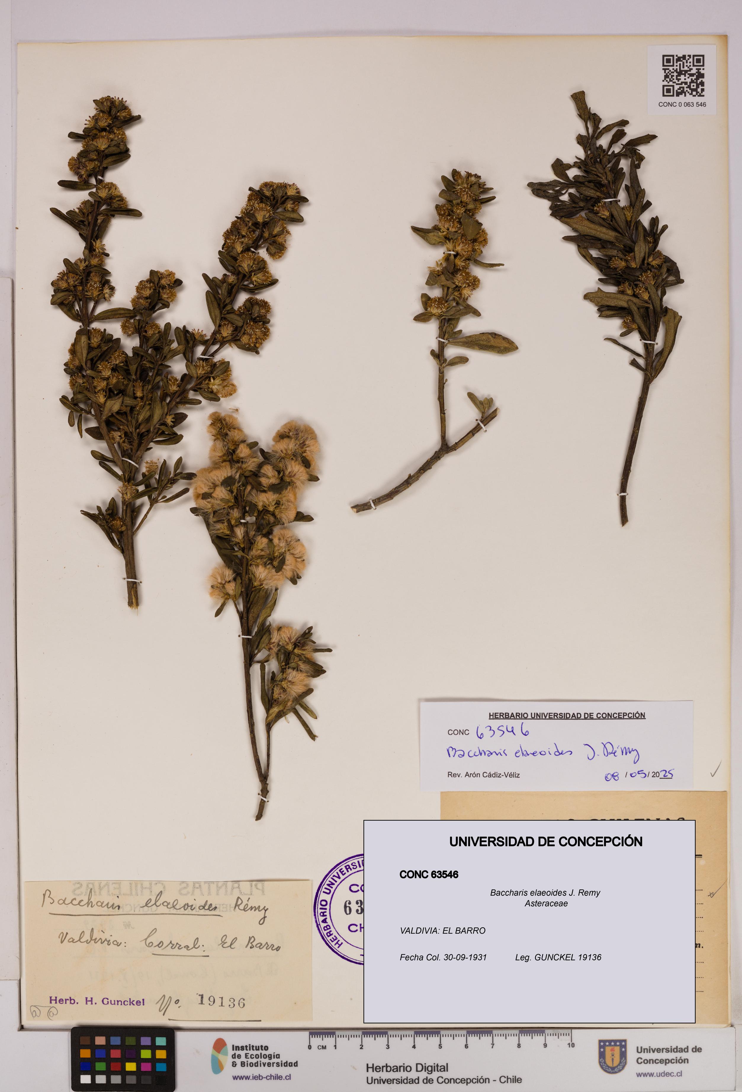 Baccharis elaeoides [Espécimen: UDEC:CONC:0063546]