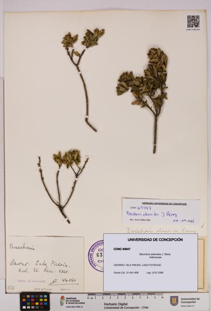 Baccharis elaeoides [Espécimen: UDEC:CONC:0063547]