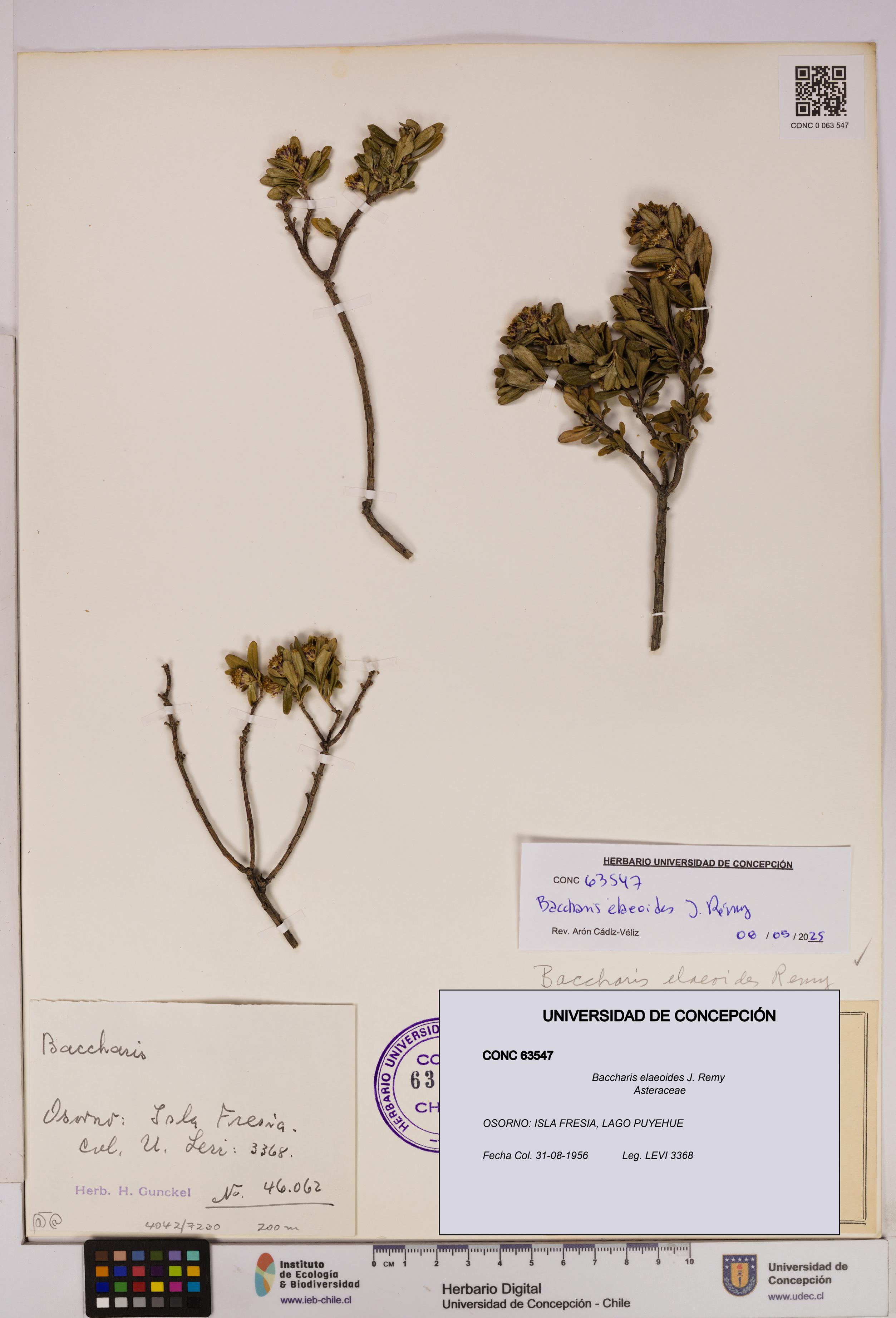 Baccharis elaeoides [Espécimen: UDEC:CONC:0063547]