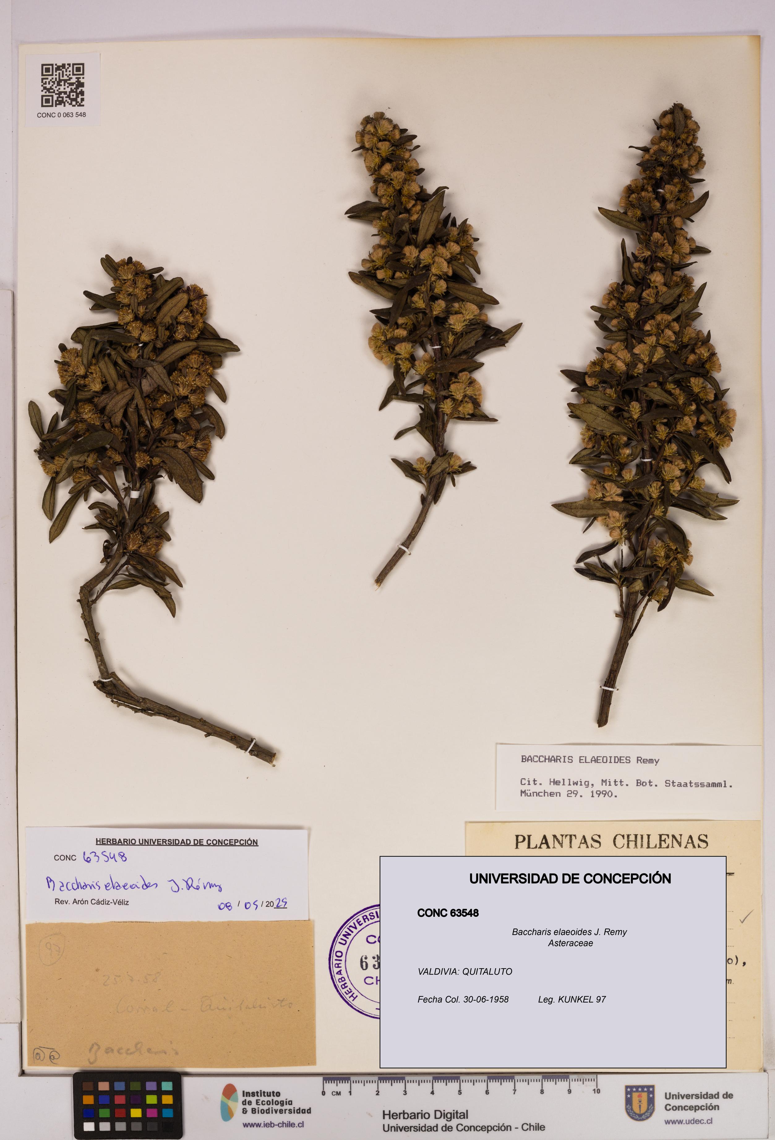 Baccharis elaeoides [Espécimen: UDEC:CONC:0063548]