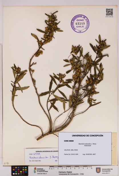 Baccharis elaeoides [Espécimen: UDEC:CONC:0063549]