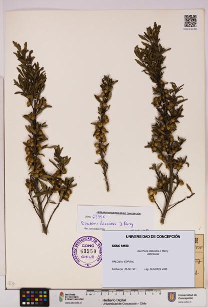 Baccharis elaeoides [Espécimen: UDEC:CONC:0063550]