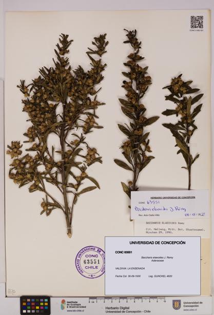 Baccharis elaeoides [Espécimen: UDEC:CONC:0063551]