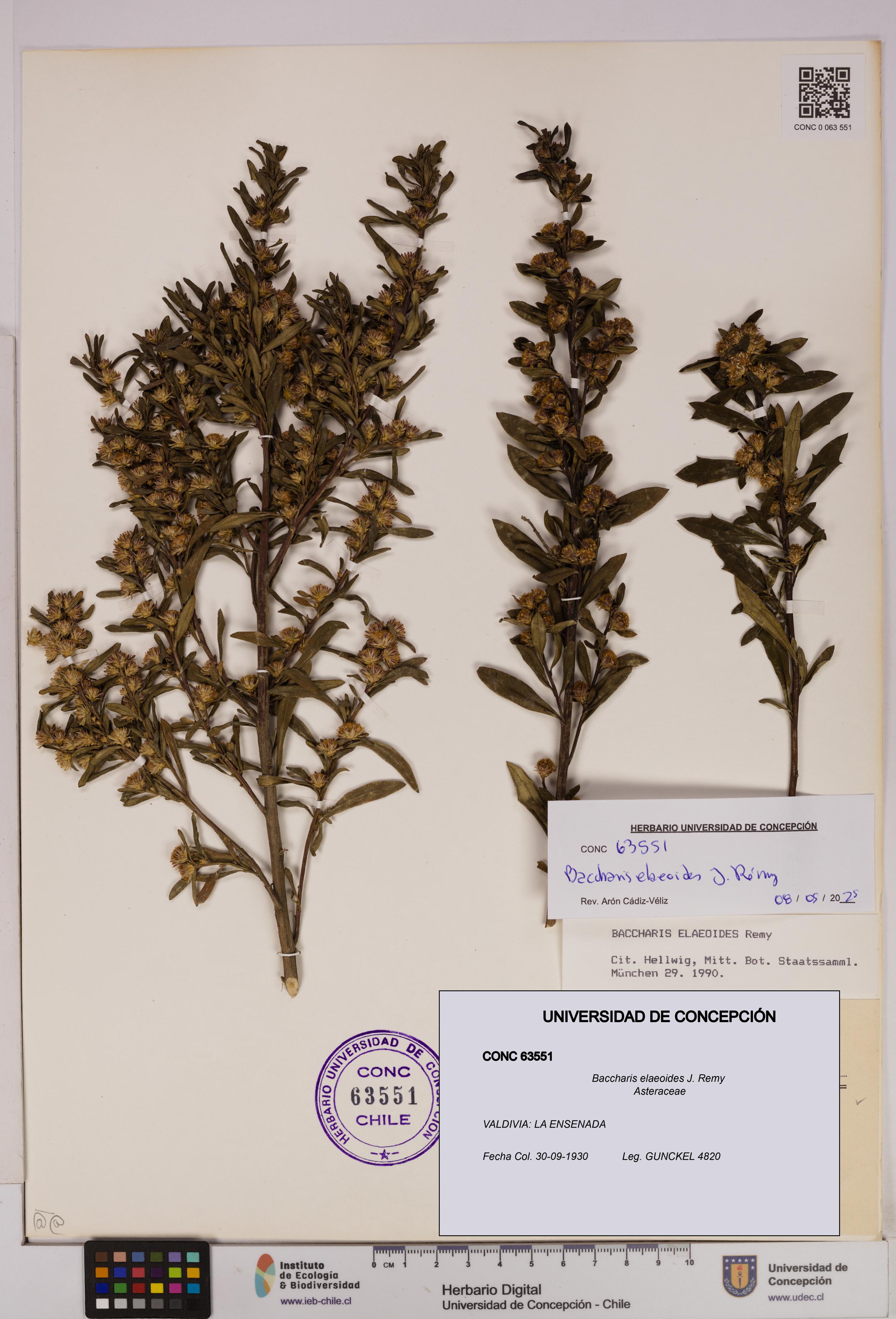 Baccharis elaeoides [Espécimen: UDEC:CONC:0063551]