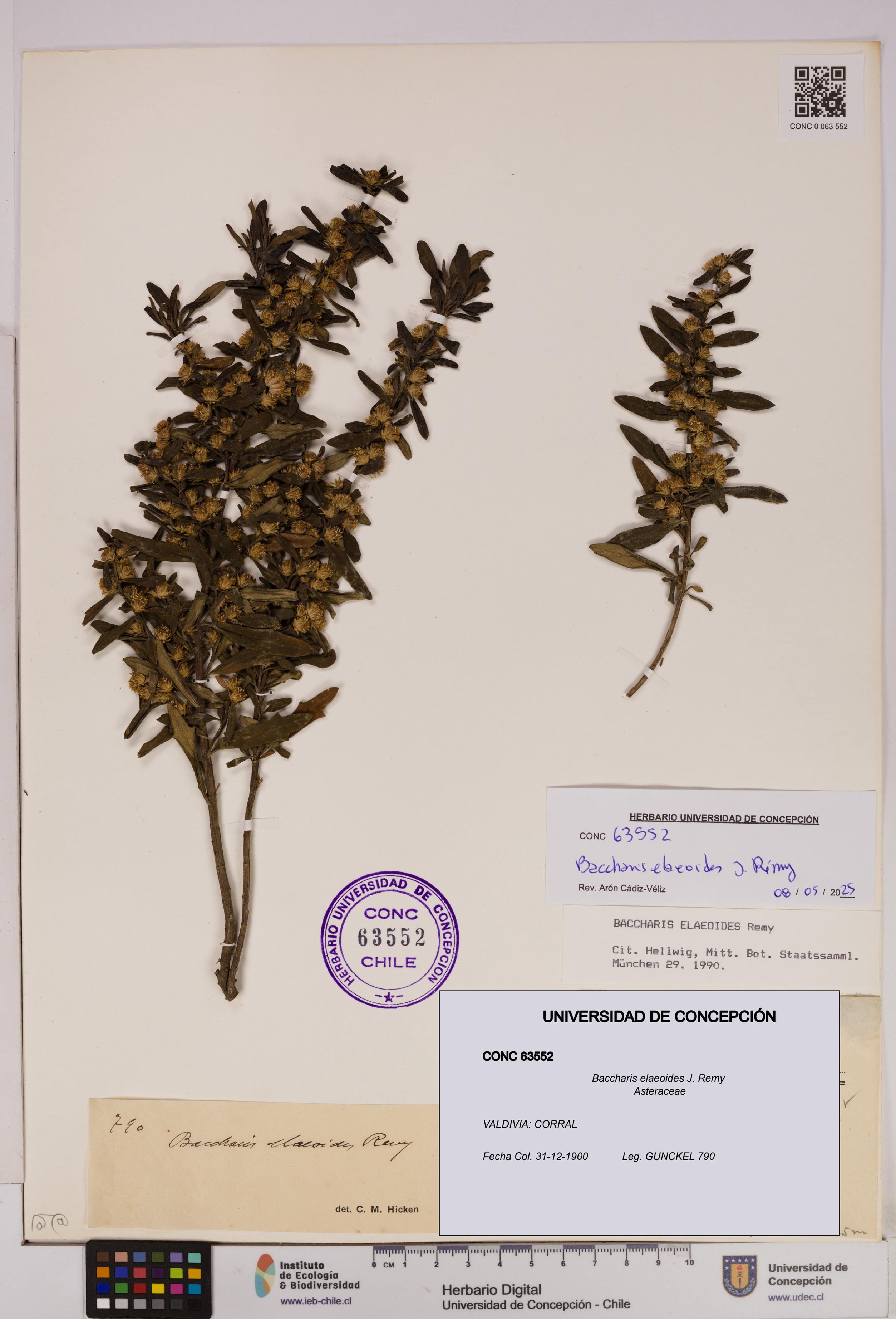 Baccharis elaeoides [Espécimen: UDEC:CONC:0063552]