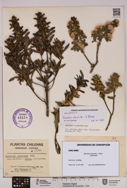 Baccharis elaeoides [Espécimen: UDEC:CONC:0063553]