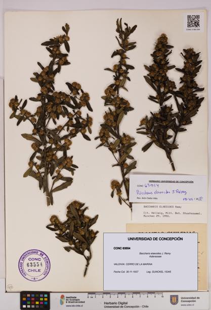 Baccharis elaeoides [Espécimen: UDEC:CONC:0063554]