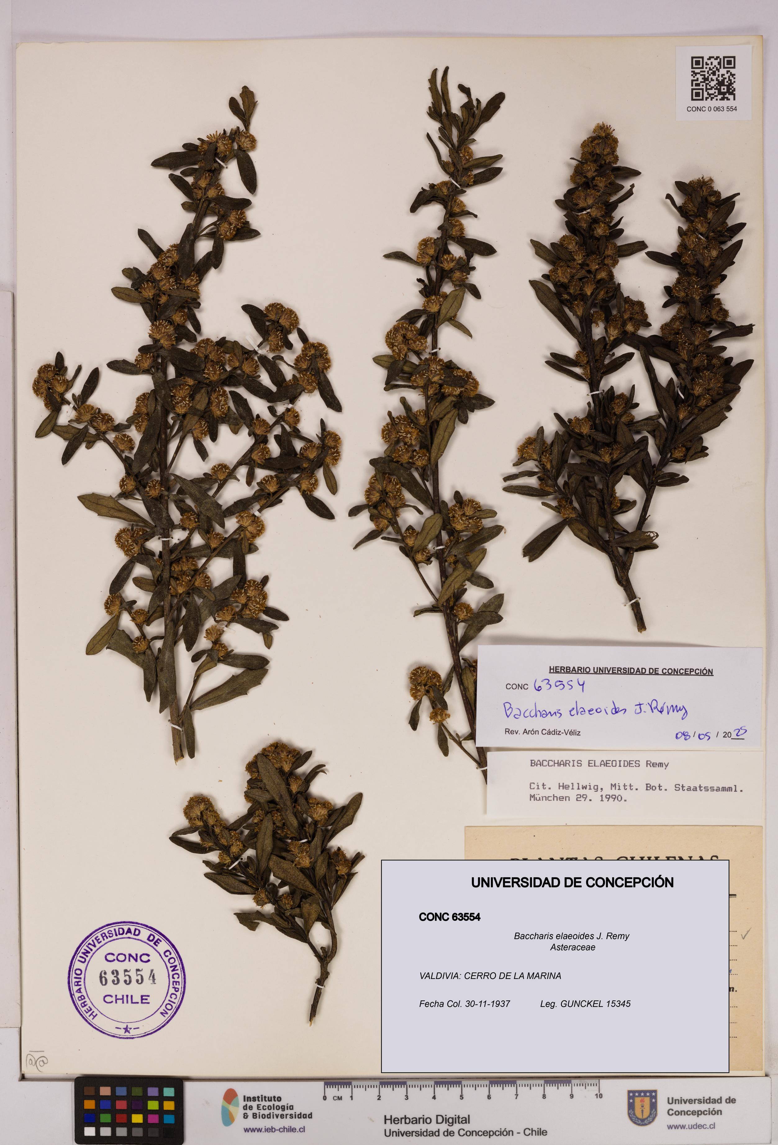 Baccharis elaeoides [Espécimen: UDEC:CONC:0063554]
