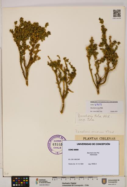 Baccharis tola [Espécimen: UDEC:CONC:0063555]