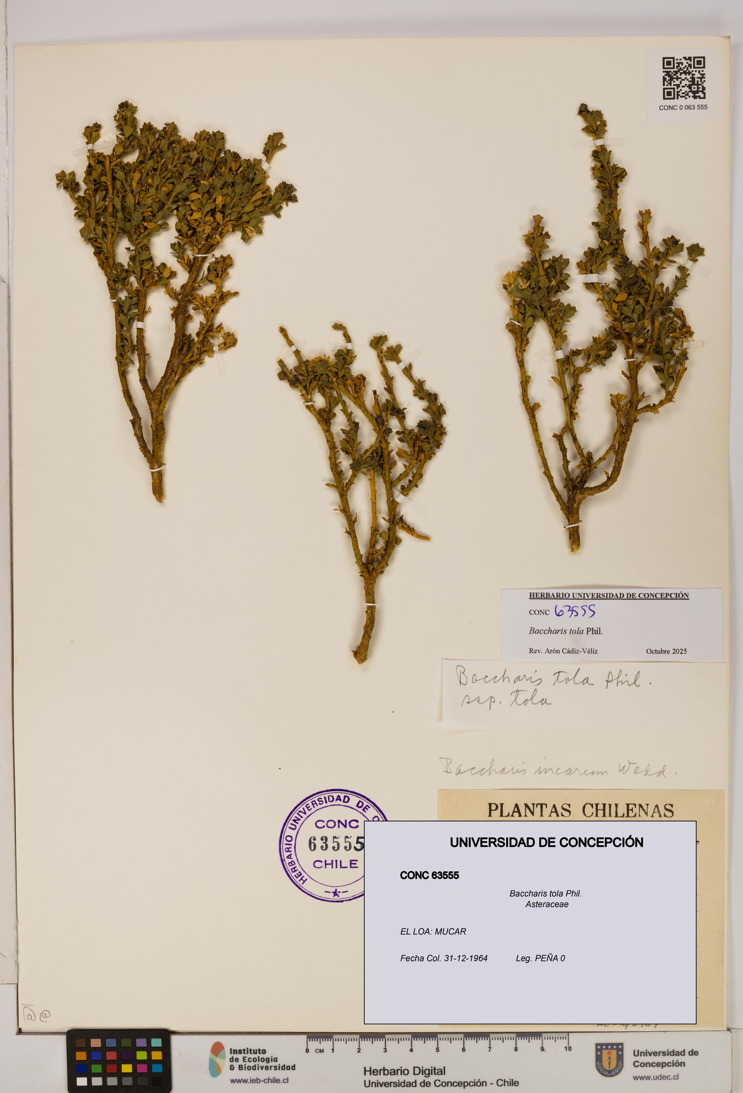 Baccharis tola [Espécimen: UDEC:CONC:0063555]