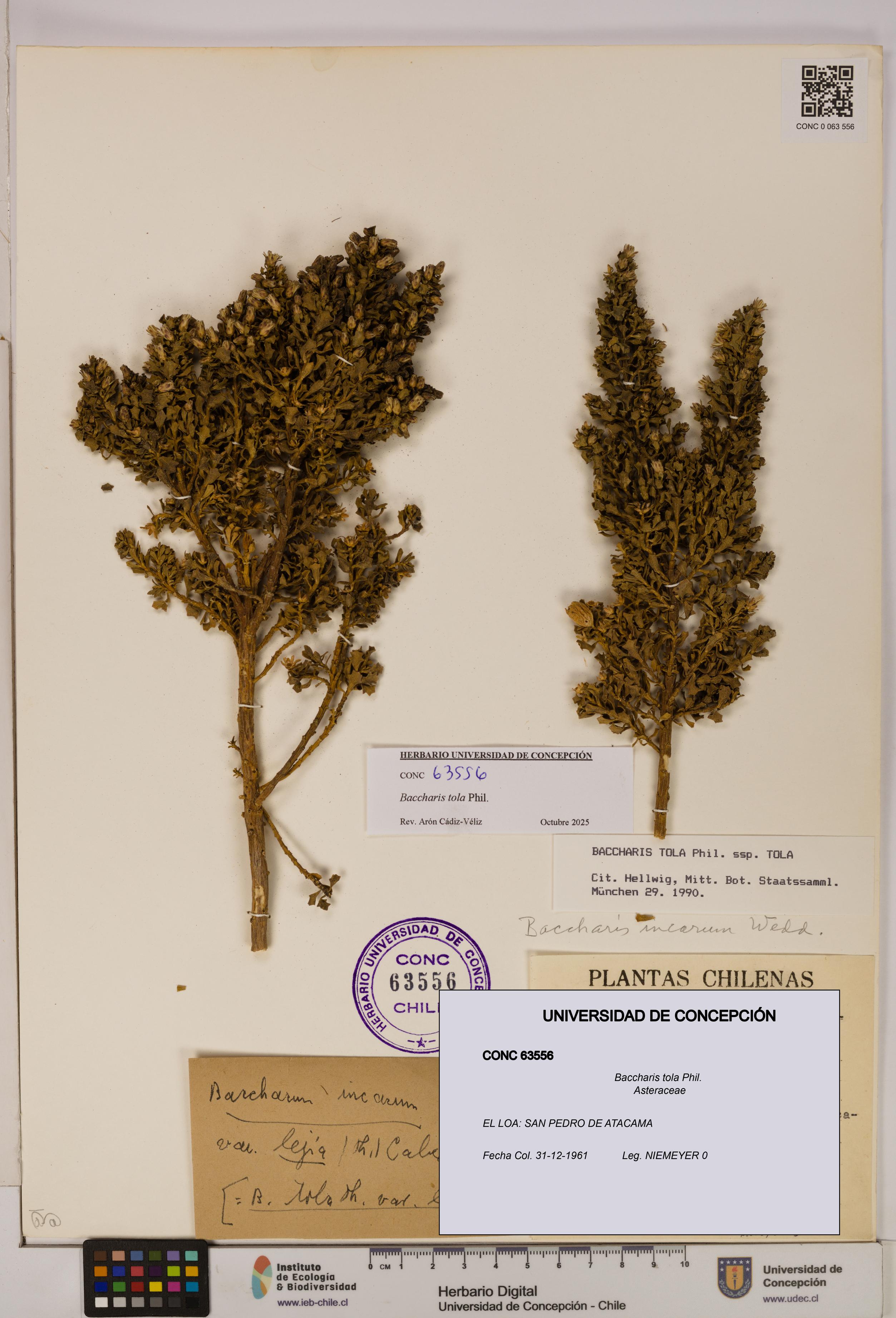 Baccharis tola [Espécimen: UDEC:CONC:0063556]