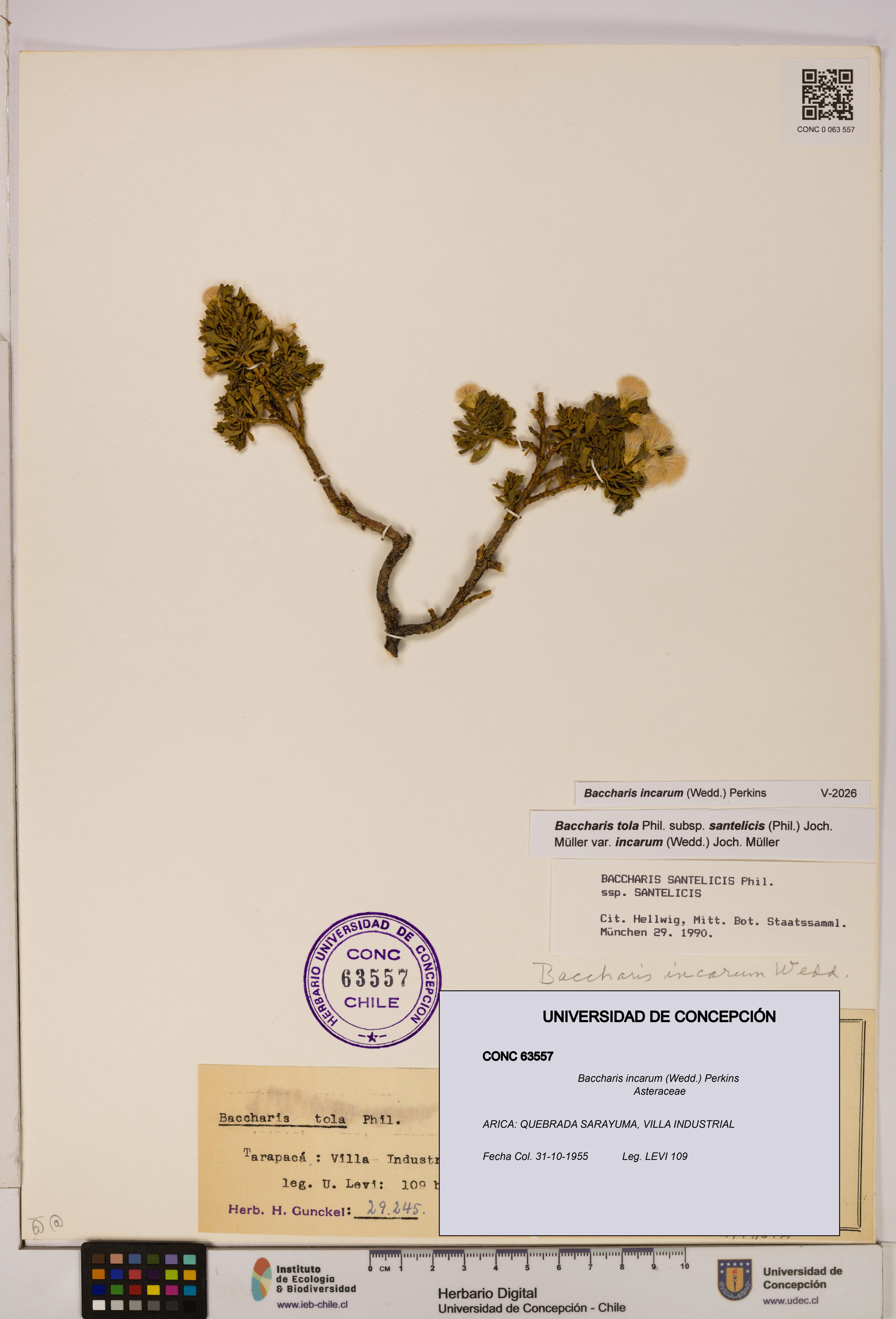 Baccharis incarum [Espécimen: UDEC:CONC:0063557]