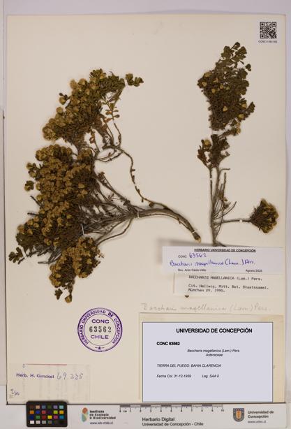 Baccharis magellanica [Espécimen: UDEC:CONC:0063562]
