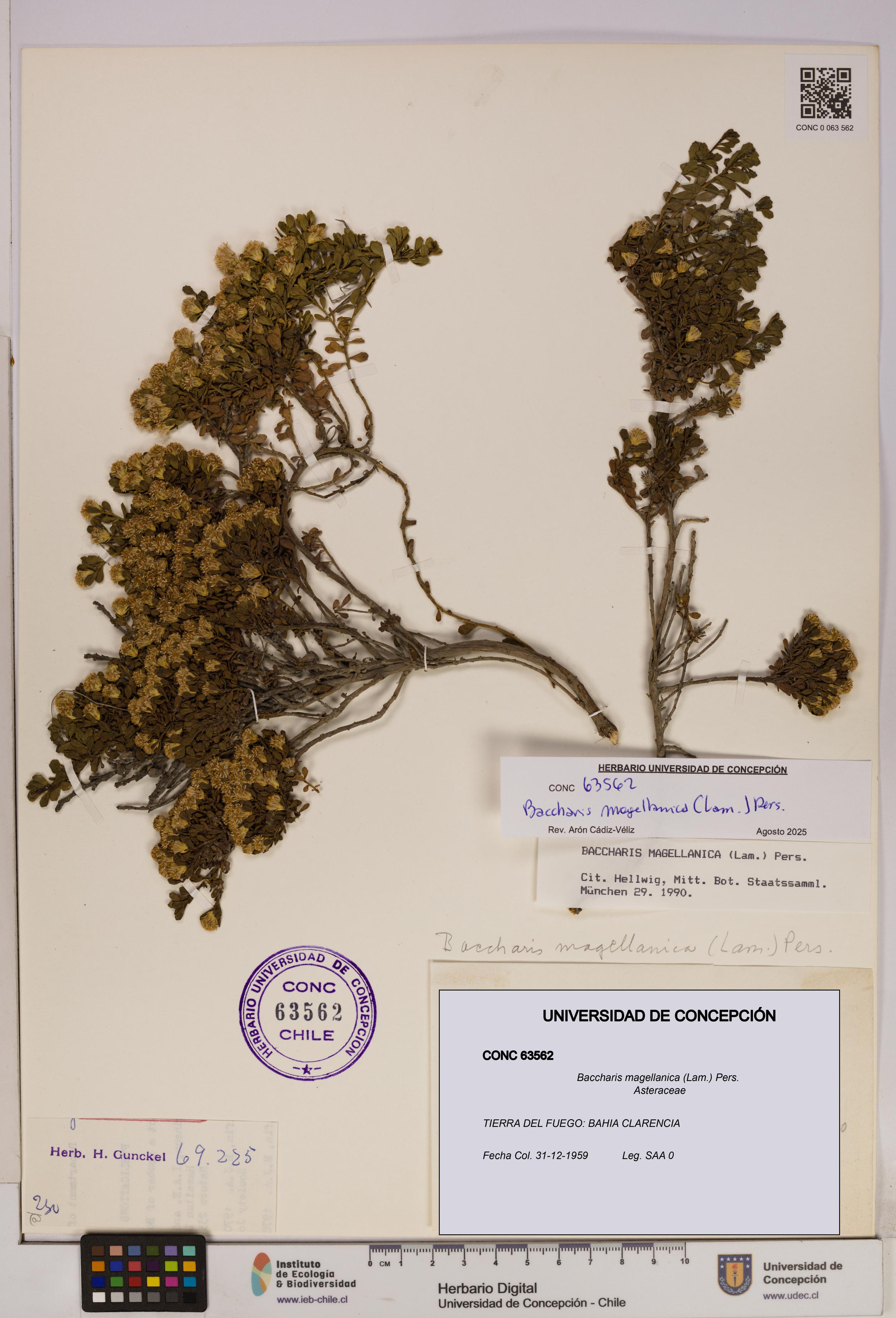 Baccharis magellanica [Espécimen: UDEC:CONC:0063562]