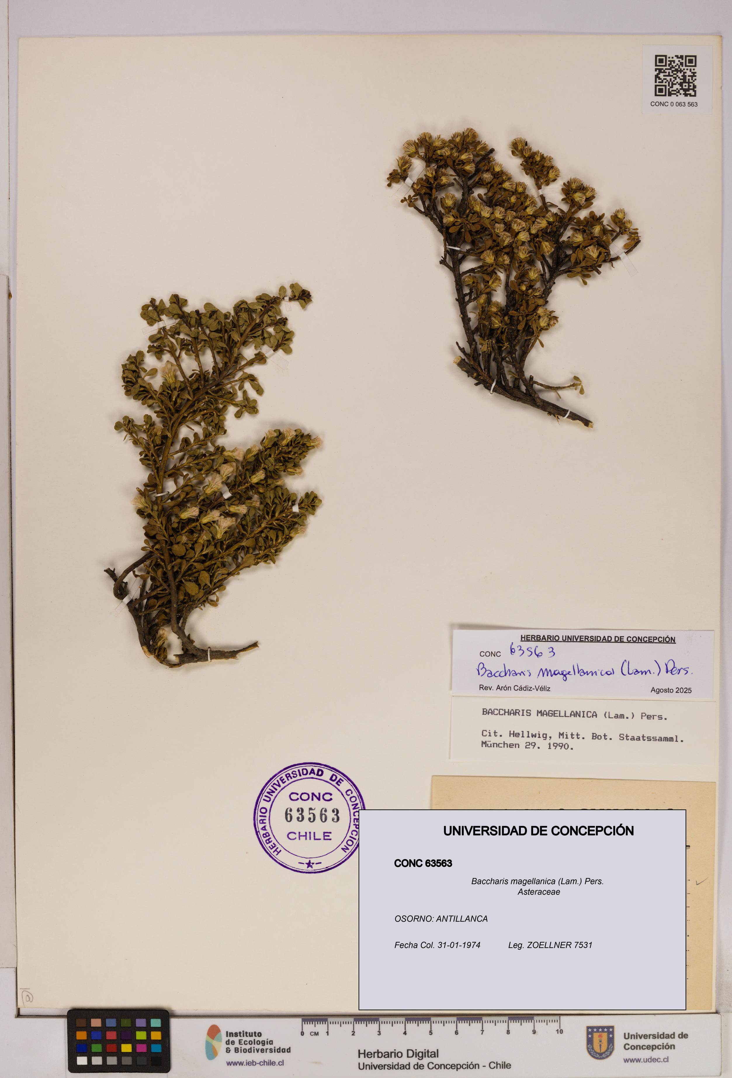 Baccharis magellanica [Espécimen: UDEC:CONC:0063563]
