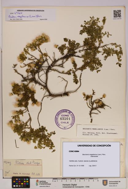 Baccharis magellanica [Espécimen: UDEC:CONC:0063564]