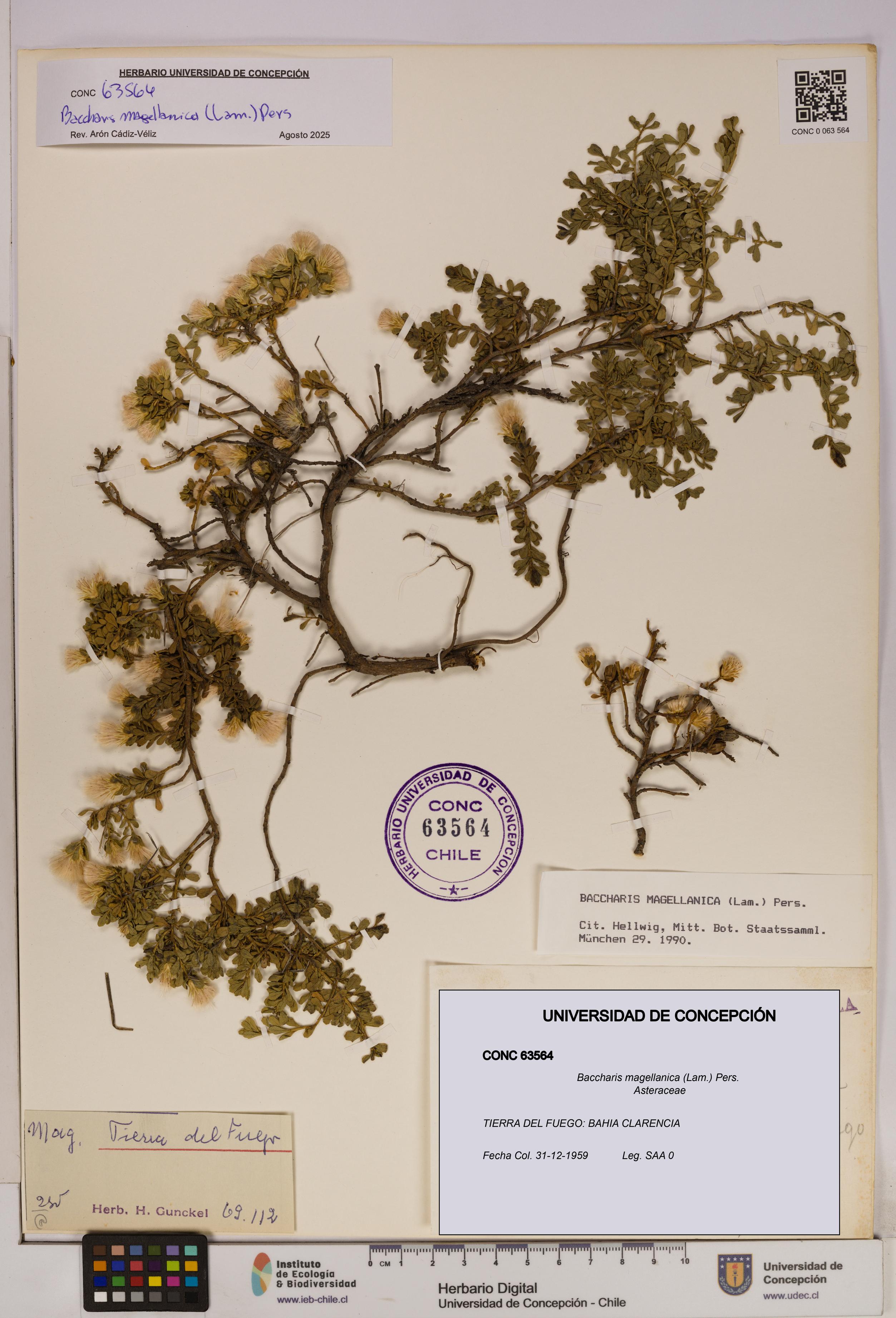Baccharis magellanica [Espécimen: UDEC:CONC:0063564]