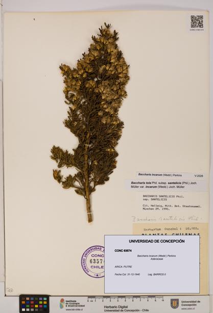Baccharis incarum [Espécimen: UDEC:CONC:0063574]