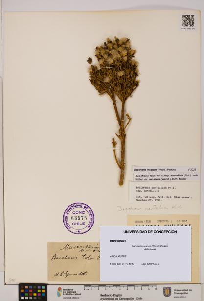 Baccharis incarum [Espécimen: UDEC:CONC:0063575]