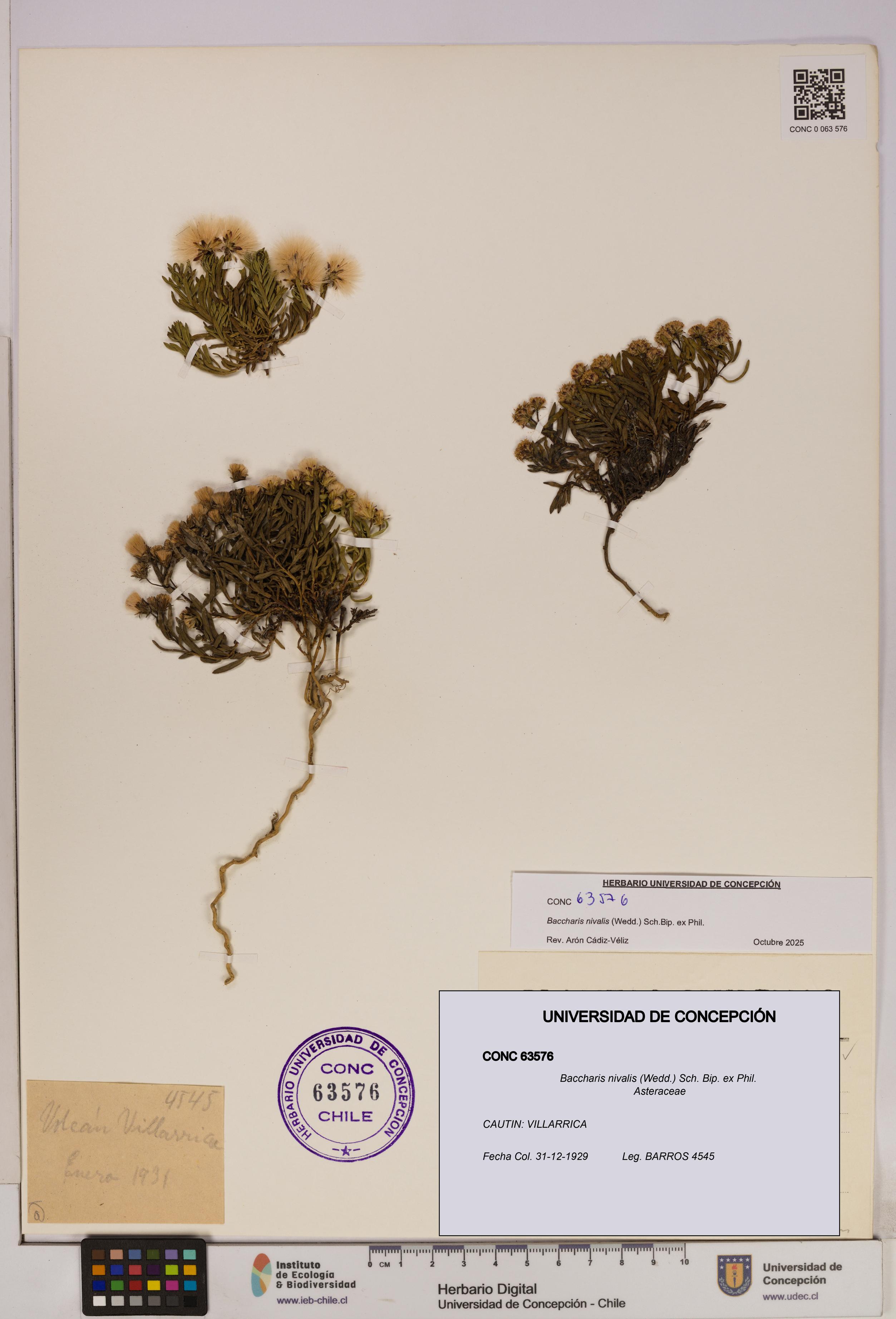 Baccharis nivalis [Espécimen: UDEC:CONC:0063576]