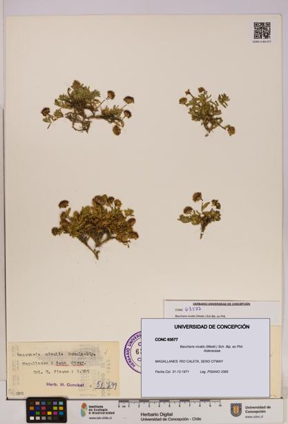 Baccharis nivalis [Espécimen: UDEC:CONC:0063577]