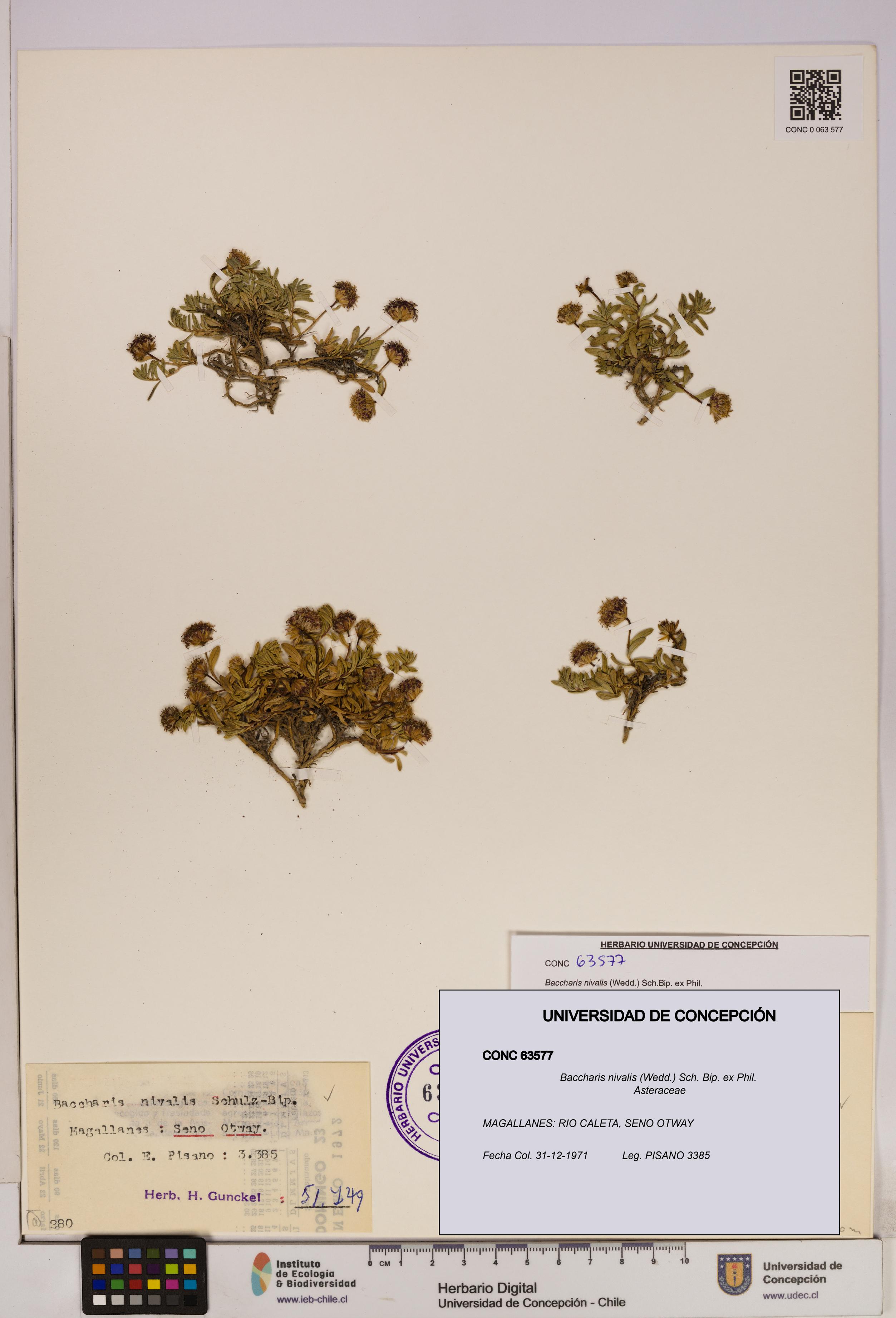 Baccharis nivalis [Espécimen: UDEC:CONC:0063577]