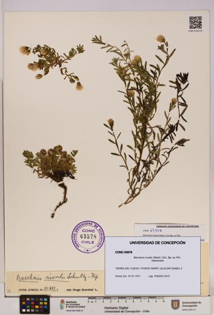 Baccharis nivalis [Espécimen: UDEC:CONC:0063578]
