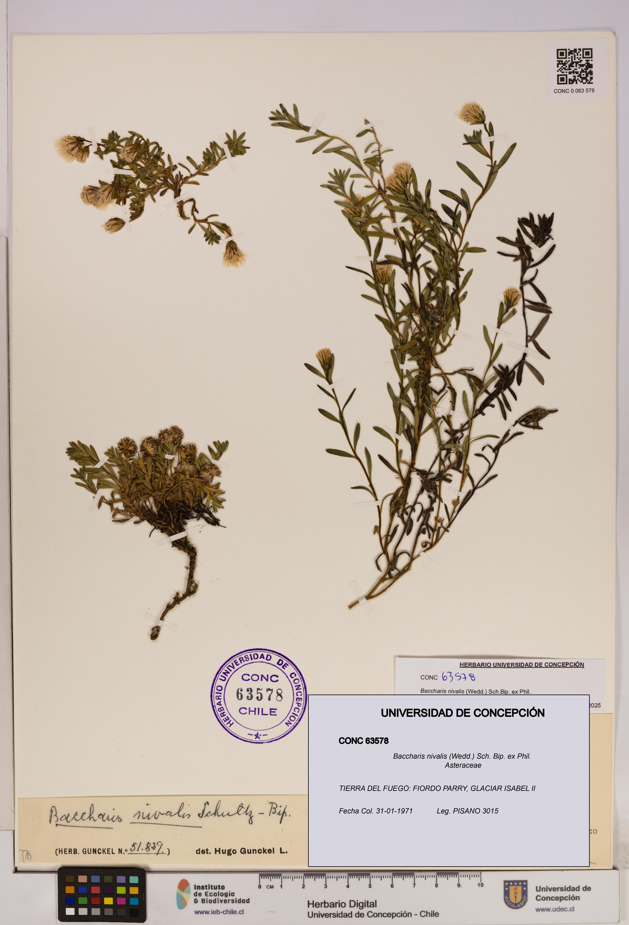 Baccharis nivalis [Espécimen: UDEC:CONC:0063578]