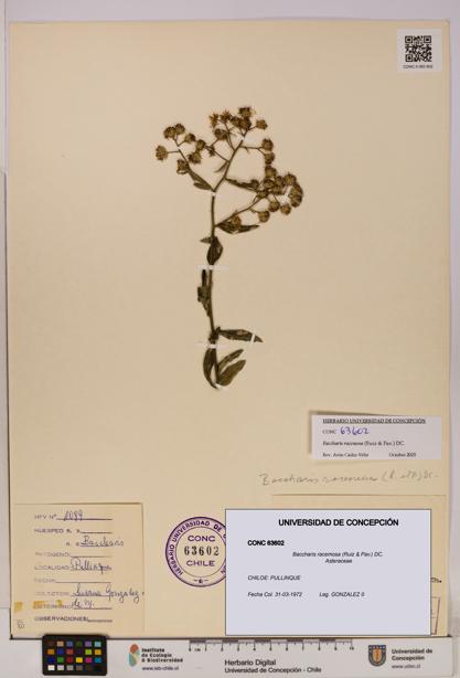 Baccharis racemosa [Espécimen: UDEC:CONC:0063602]