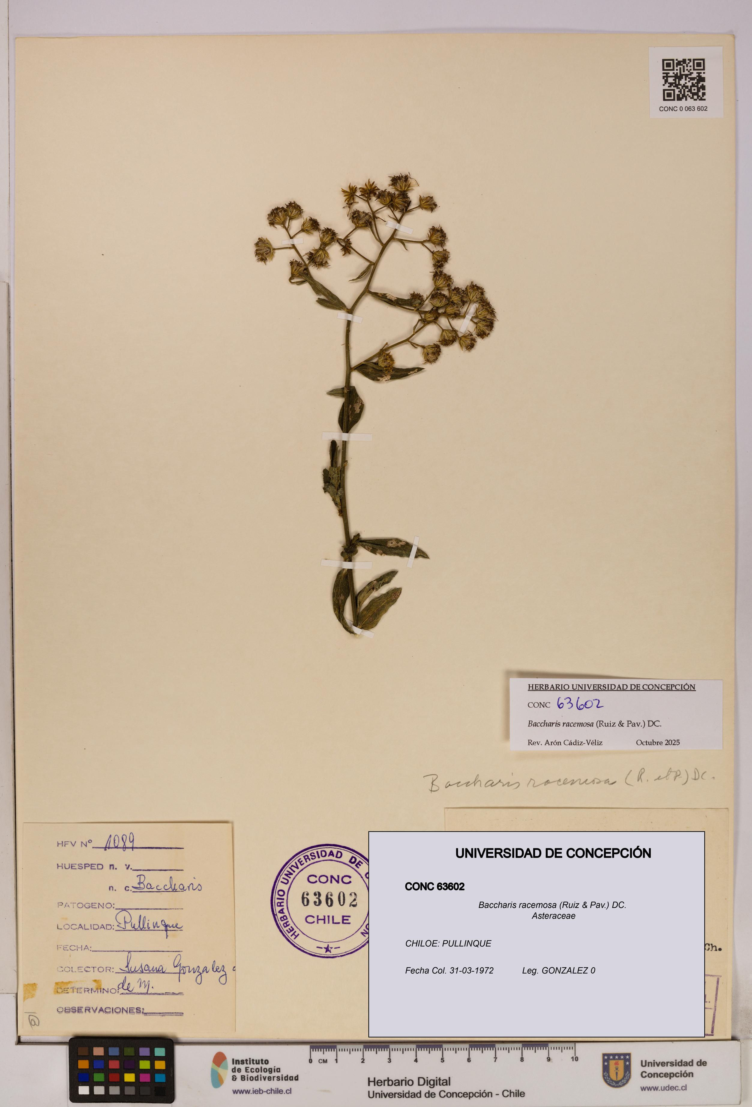 Baccharis racemosa [Espécimen: UDEC:CONC:0063602]